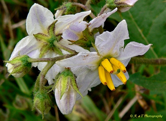 {Solanum carolinense}